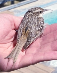 Certhia brachydactyla