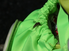 Lapposyrphus lapponicus