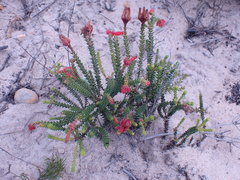 Erica cerinthoides