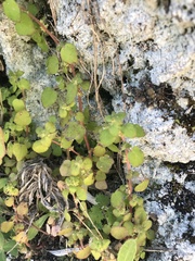Parietaria debilis