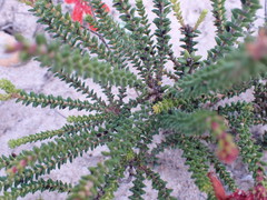 Erica cerinthoides
