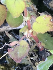 Parietaria debilis