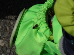 Lapposyrphus lapponicus