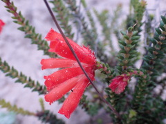 Erica cerinthoides