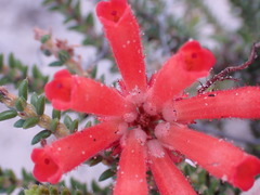 Erica cerinthoides