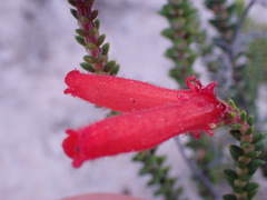 Erica cerinthoides