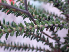 Erica cerinthoides