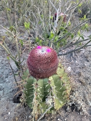 Melocactus ernestii