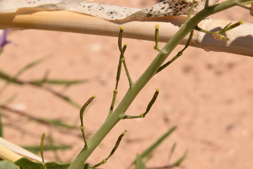 Image of Diplotaxis Acris (Diplotaxis acris) by (c) Mitch Van Dyke, some rights reserved (CC BY)