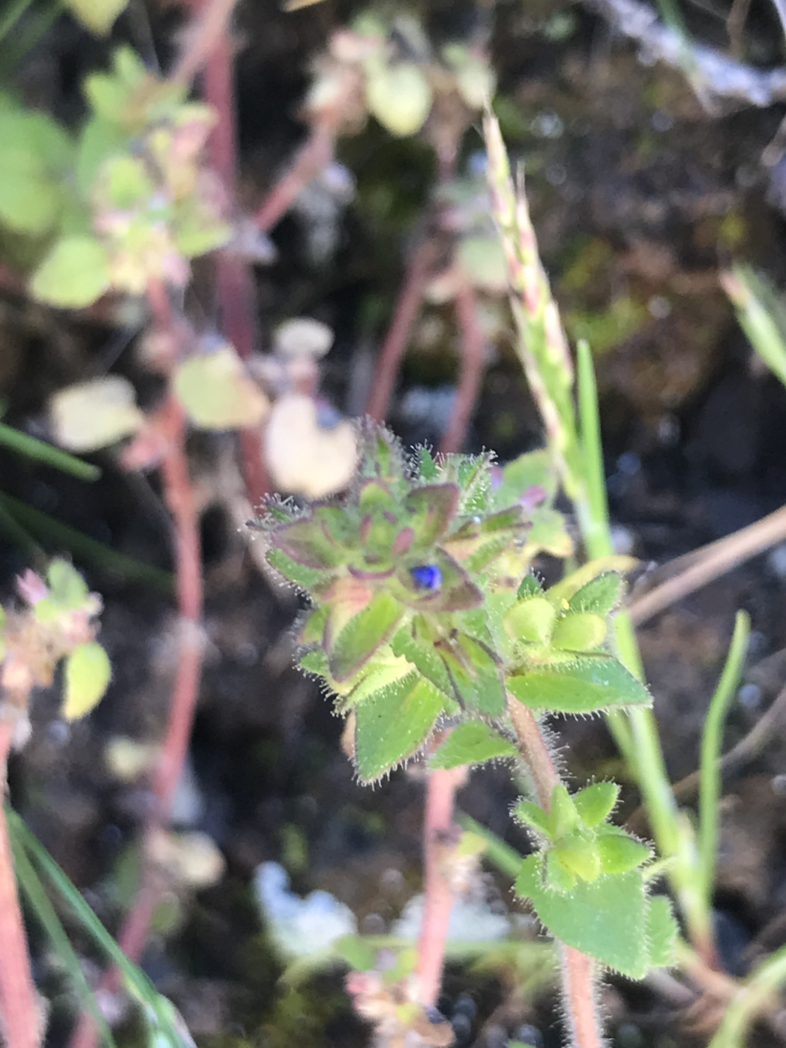 Veronica arvensis