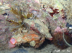 Microcosmus nudistigma