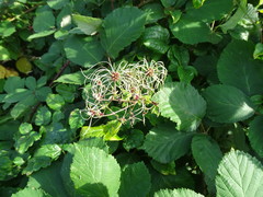 Clematis vitalba