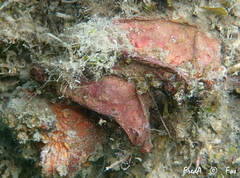 Microcosmus nudistigma