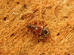 Tyrus mucronatus