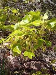 Acer monspessulanum