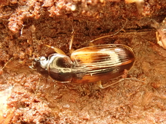 Stenolophus mixtus