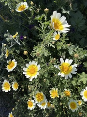 Glebionis coronaria discolor