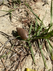 Bulimulus bonariensis