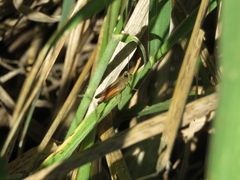 Amblytropidia australis