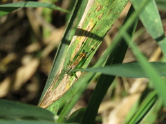 Conocephalus ochrotelus