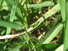 Conocephalus ochrotelus