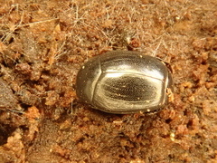 Dendrophilus punctatus