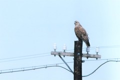 Buteo hemilasius