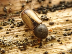 Trypodendron domesticum