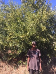 Cryptocarya angustifolia