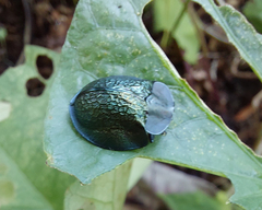 Cyrtonota thalassina