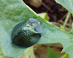 Cyrtonota thalassina