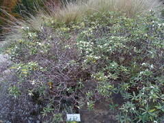Daphne alpina