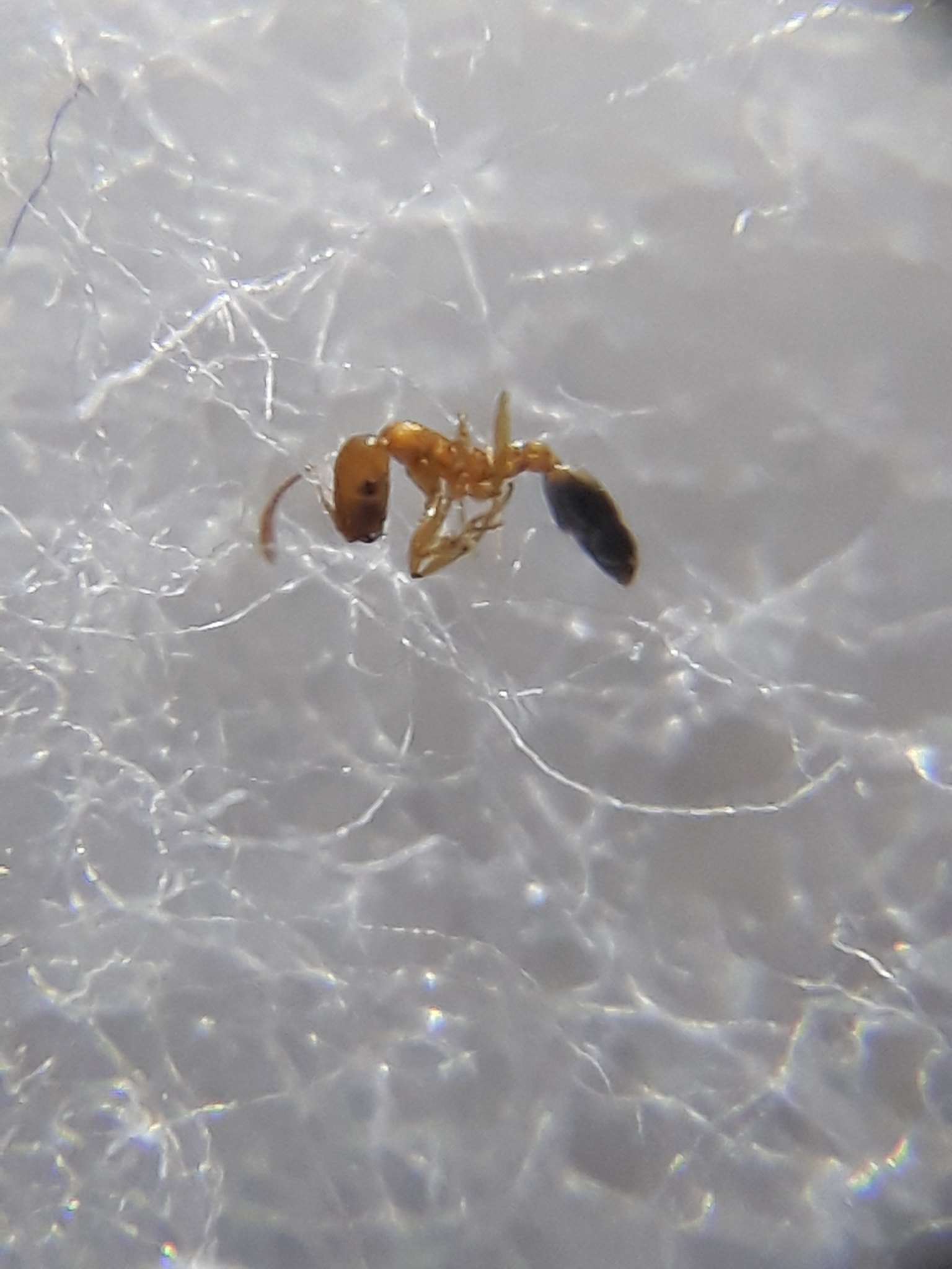 Monomorium sahlbergi