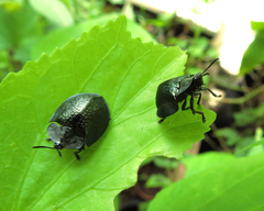 Cyrtonota thalassina