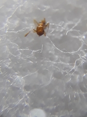 Monomorium sahlbergi