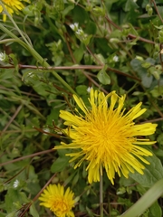 Taraxacum officinale