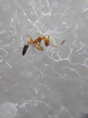 Monomorium sahlbergi