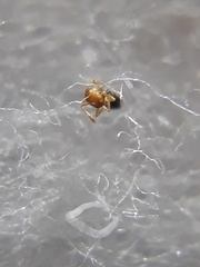Monomorium sahlbergi