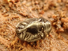 Dendrophilus punctatus