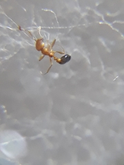 Monomorium sahlbergi