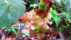 Begonia capanemae
