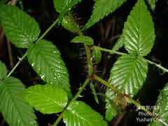Rubus sumatranus