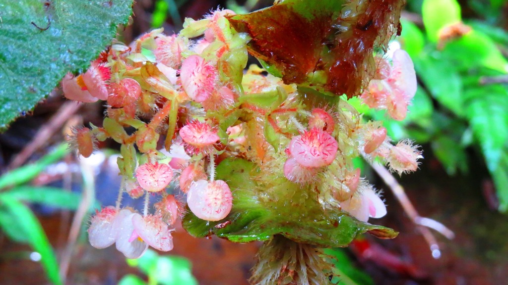 Begonia capanemae