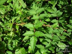 Rubus sumatranus