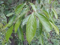 Aiouea montana