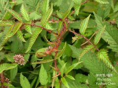 Rubus sumatranus