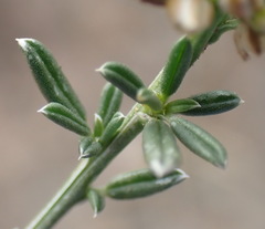 Limeum aethiopicum