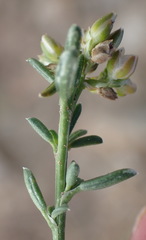 Limeum aethiopicum