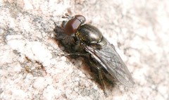 Riponnensia splendens
