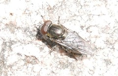 Riponnensia splendens